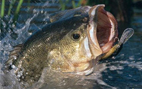 freshwater fishing lure